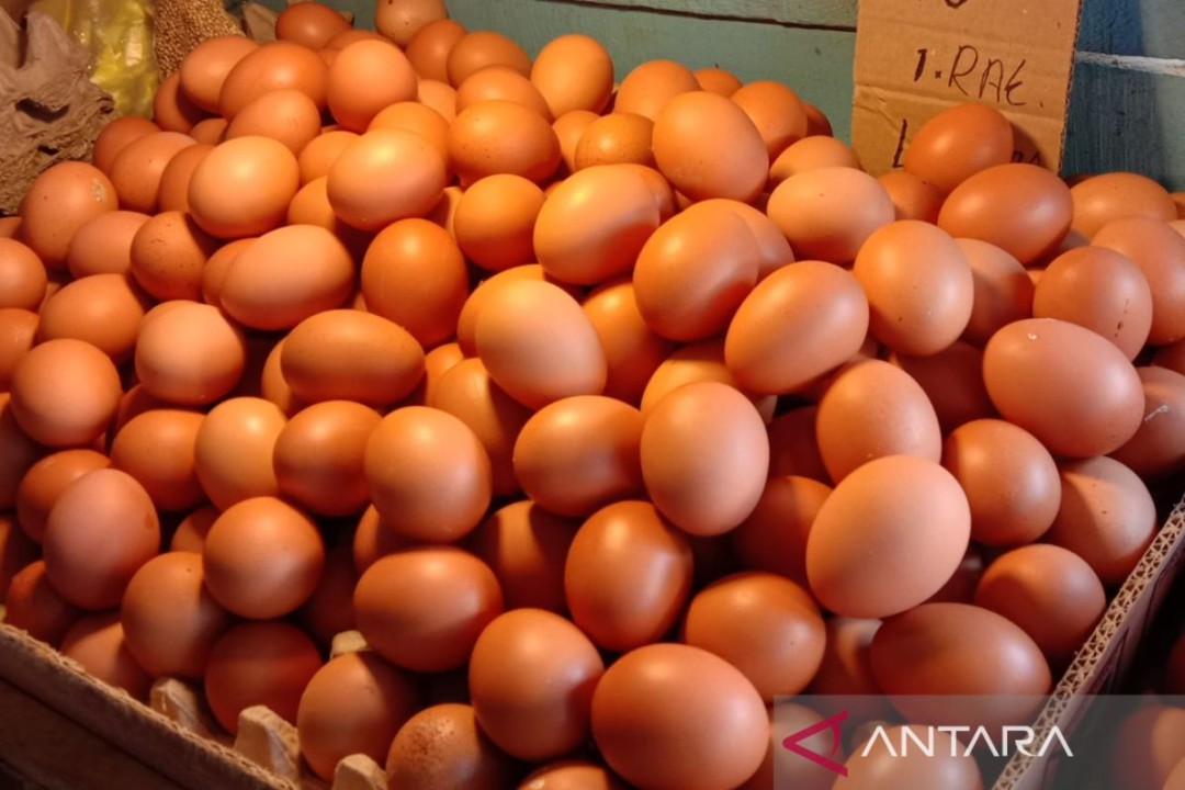 Telur di Ambon terdampak oleh kenaikan harga di sentra produksi