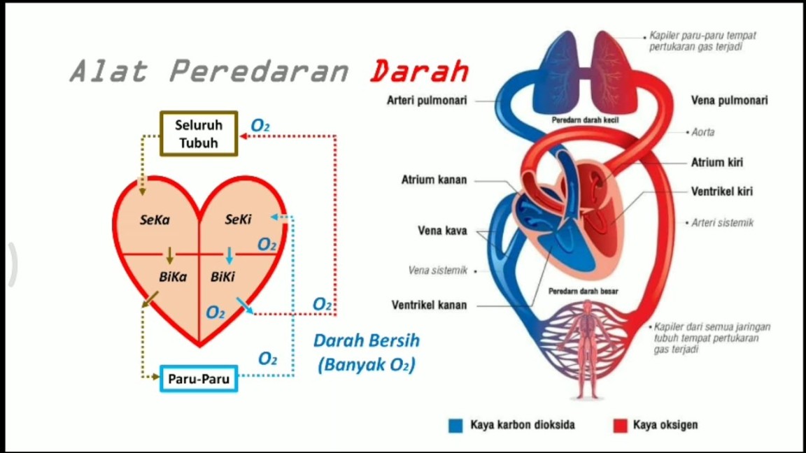 Urutan Peredaran Darah Besar dan Kecil Pada Jantung Manusia (materi ajar  selama wabah covid-)