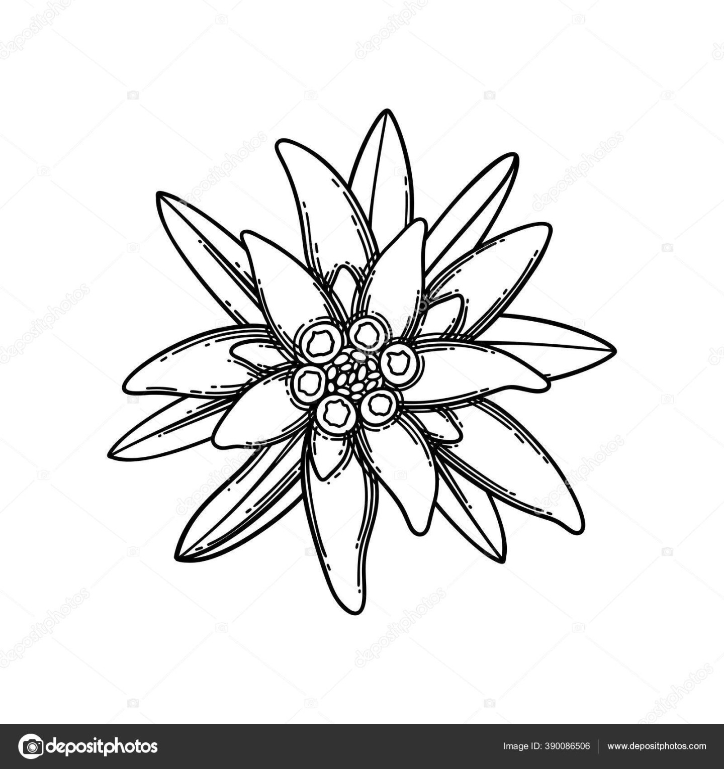 Vignet grafis yang terbuat dari bunga dan daun edelweiss