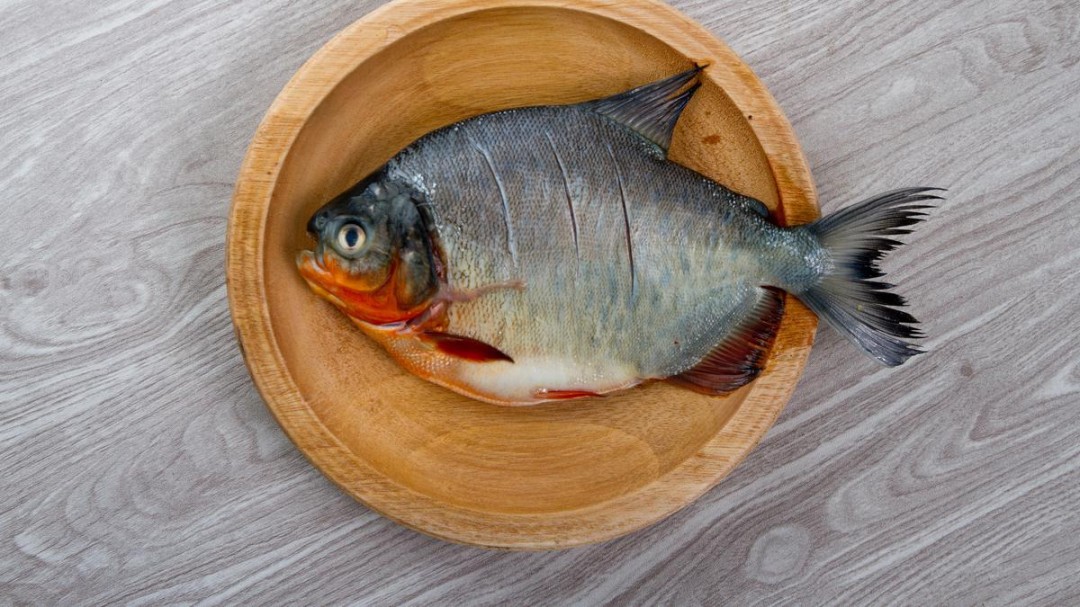 Jenis Ikan Air Payau yang Bisa Dikonsumsi dan Dipelihara Serta