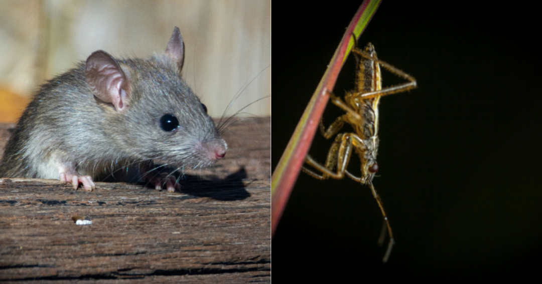 Kenapa Tikus Takut Suara Jangkrik? Ini Dia Alasannya