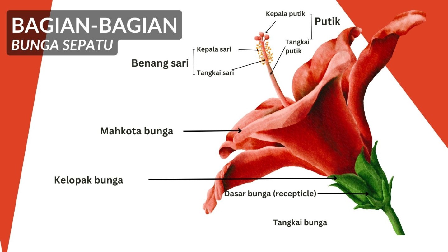 Mengenal Bagian-Bagian Bunga: Struktur, Fungsi, dan Contoh Gambarnya