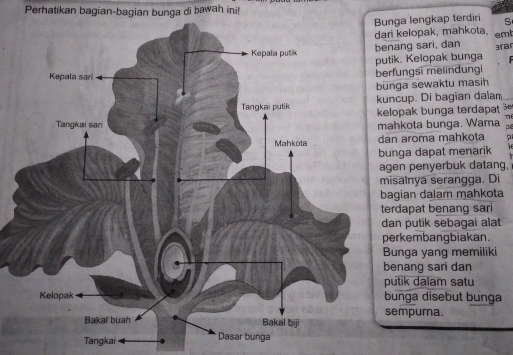 Sebutkan bagian-bagian dari bunga sempurna beserta fungsinya