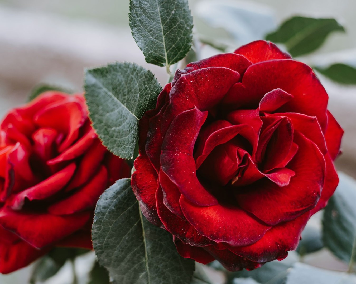 Cara Menanam Bunga Mawar Dengan Mudah dan Cepat – Three Bouquets