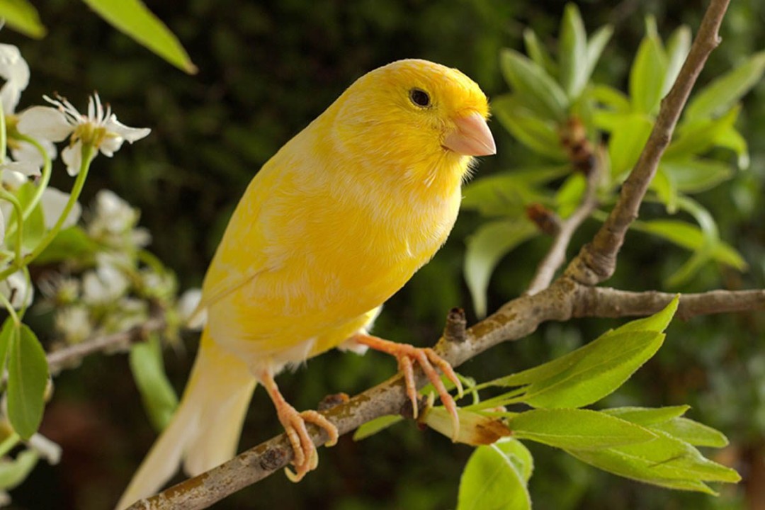 Sejumlah Fakta Burung Kenari yang Menarik untuk Diketahui - Blibli